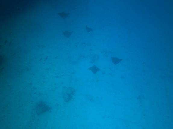 Dezenas de arraias-chita circundam naufrágio em Isla Mujeres, no litoral do Yucatán, no sul do México